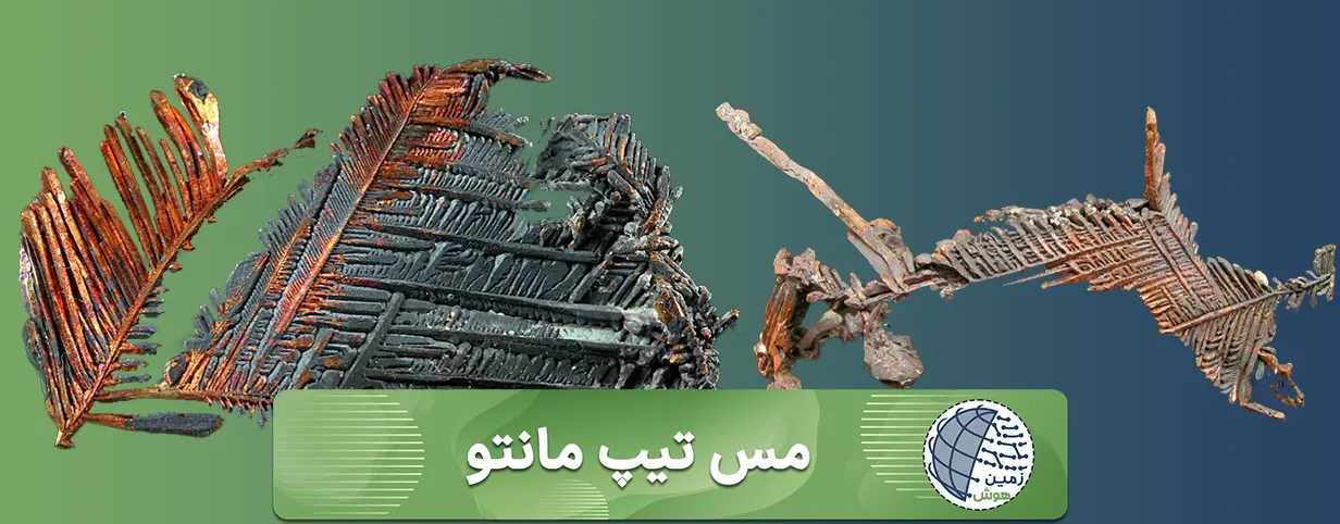 مس تیپ مانتو